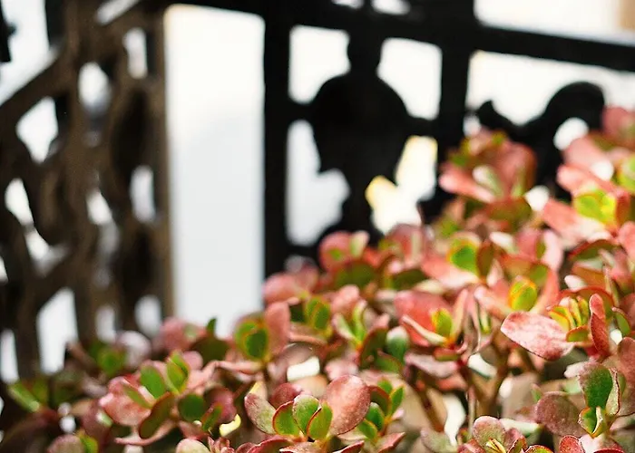 Okako * Сан-Себастьян